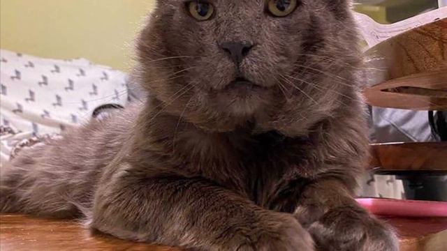 Суровый снаружи, мягкий внутри. Кот изменился благодаря заботе смотреть онлайн