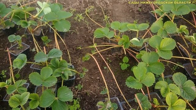 САЖЕНЦЫ КЛУБНИКИ.Храним саженцы клубники зимой смотреть онлайн