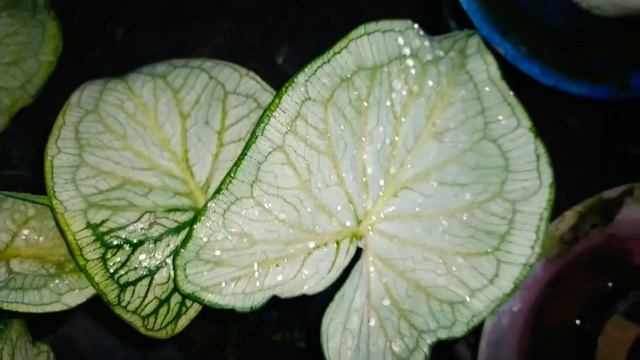 Caladium White Quen Jaguar смотреть онлайн