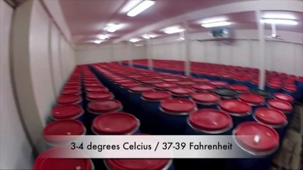 Сюрстрёмминг. Квашеная селедка | Как это сделано | Surströmming