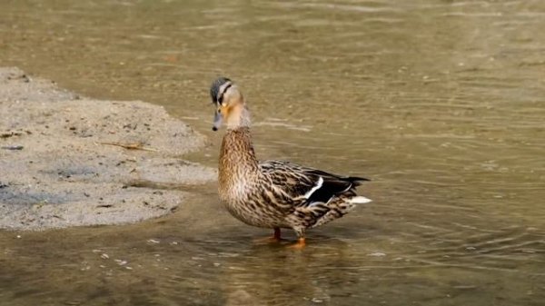 GUESS THE FARM ANIMAL SOUND GAME | ANIMAL SOUND QUIZ - FOR KIDS, KINDERGARTEN, PRESCHOOLERS