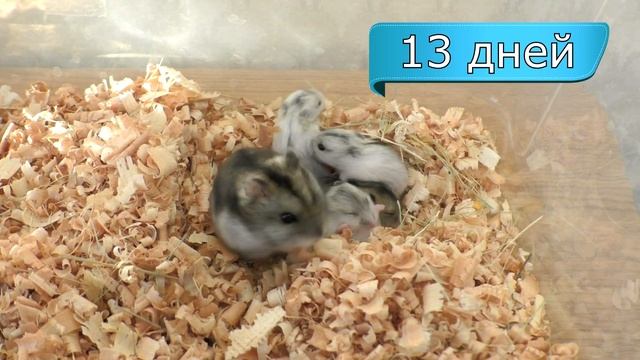 Туалет для хомяка | Джунгарские хомяки 8-14 дней смотреть онлайн