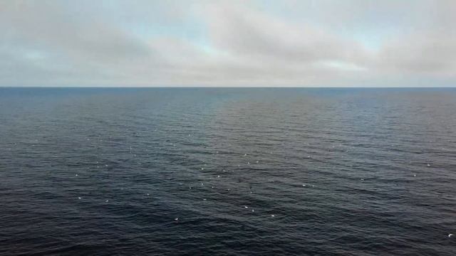 Съёмка охоты ладожских нерп