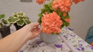 Грунт, пересадка и подбор горшка для пеларгонии ( герани )