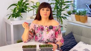 Что с моей рассадой петунии? Всходы вышли, но не развиваются?