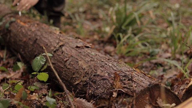 Building A Viking House With Hand Tools: Timber Roof, Bed | Bushcraft Project (PART 5)