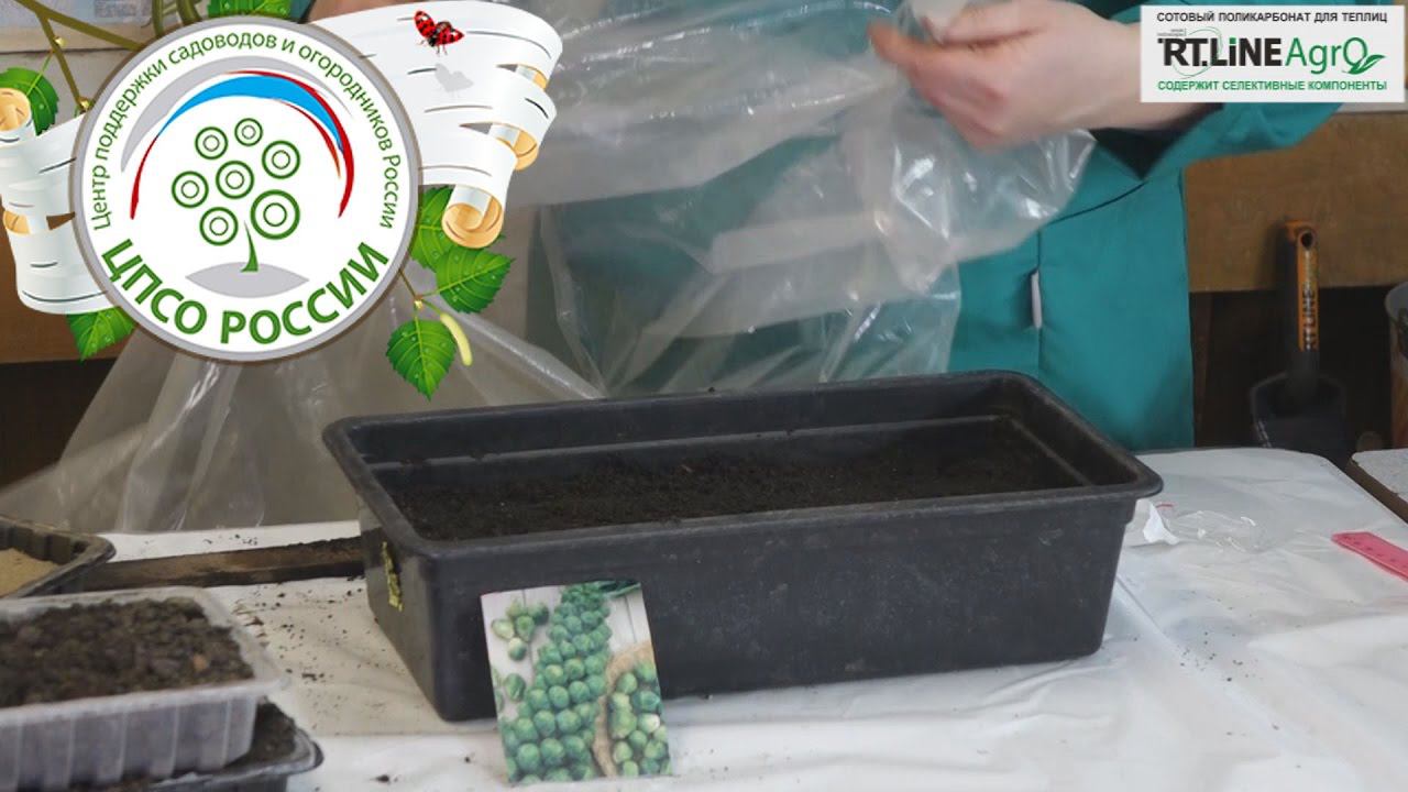 Брюссельская капуста - выращивание. Посев капусты брюссельской. смотреть онлайн