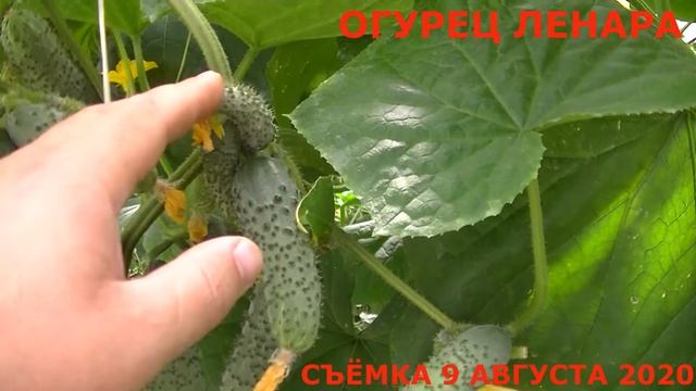 Огурец Ленара F1. Зарисовки с июня по август 2020 (обзор). смотреть онлайн