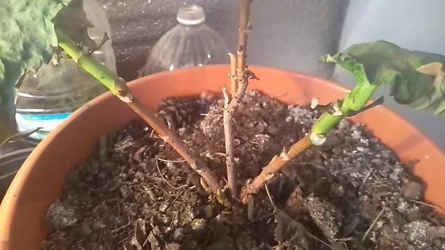 Укорененные черенки гортензии.Где и как хранить зимой . смотреть онлайн