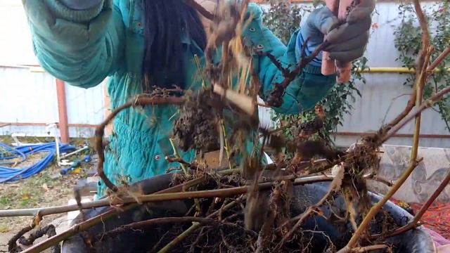 Копаем корень ежевики для весенних саженцев