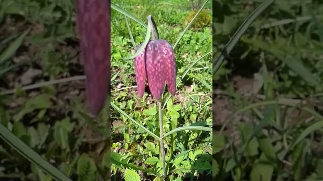 Рябчик шахматный смотреть онлайн