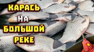 ЛОВЛЯ КРУПНОГО КАРАСЯ НА РЕКЕ Рыбалка на ФЛЭТ  ФИДЕР Бешенный клёв карася