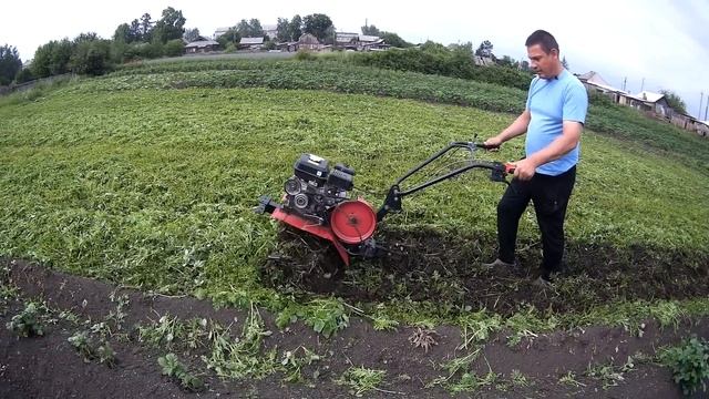 "ОКА" и "БРАЙТ",Я и Мишка.Запахиваем фацелию в землю. смотреть онлайн