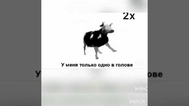 Польская корова с разными скоростями