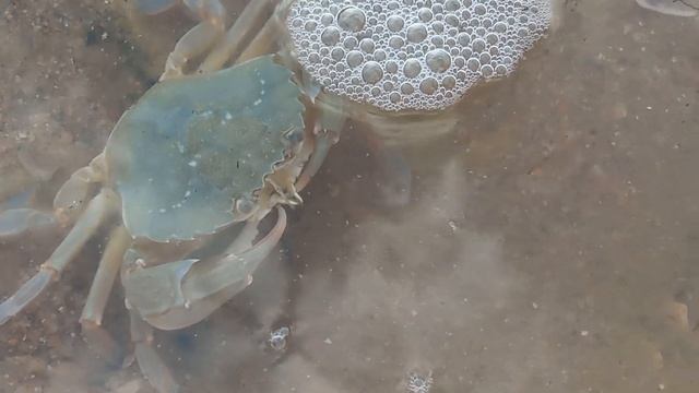 Крабики), Джемете. Краснодарский край, отдых в Анапе 2022 смотреть онлайн