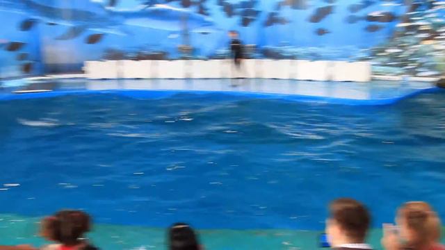 ZOO. Barcelona. Spain. Travel. смотреть онлайн