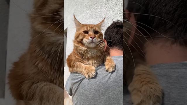 Кот# Антошка # Мейн кун #кошки#cats смотреть онлайн