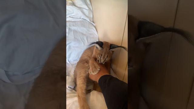 Милые каракалы смотреть онлайн