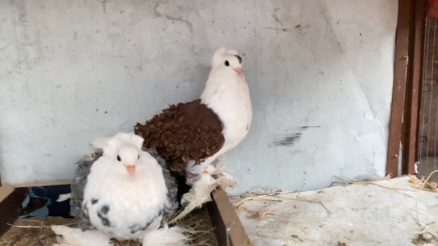 Eagle talha gouri bhai k pass chala gya смотреть онлайн