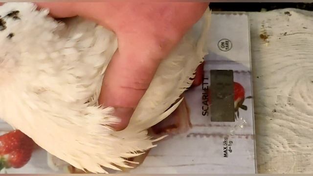 Сколько весит месячный перепел Перепел подмосковный Белый гигант смотреть онлайн