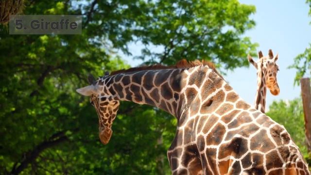 Surprising Facts About Top 10 Animals With the Longest Gestation Period смотреть онлайн