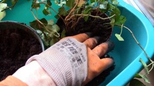 Плющ комнатный. У меня новое растение   плющ!