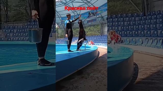 Морской котик певец.???? смотреть онлайн