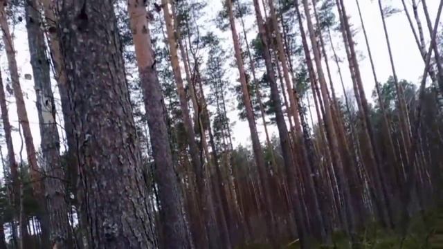 Багульник болотный-северный рододендрон? смотреть онлайн