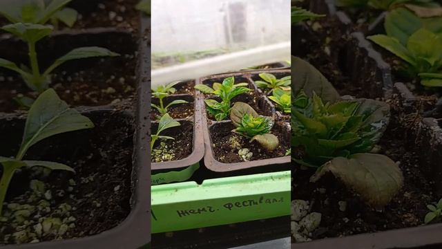 Корни через 3 недели!!! результат укоренения крупнолистной и метельчатой гортензии. смотреть онлайн