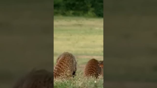 Бородавочник и мангусты, что с ними не так? ? Shorts смотреть онлайн