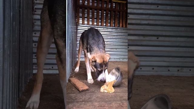 #Собака и говяжий рубец?Съесть килограмм за минуту?!?#Dog and beef tripe смотреть онлайн