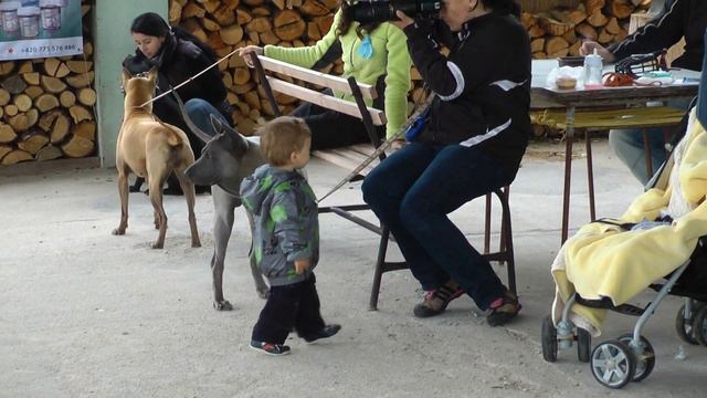 3. THAI ridgeback DAY - Owner´s Show - Blue смотреть онлайн