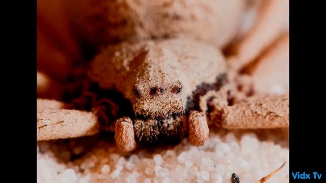 THE MOST DANGEROUS SPIDERS IN THE WORLD!!! смотреть онлайн