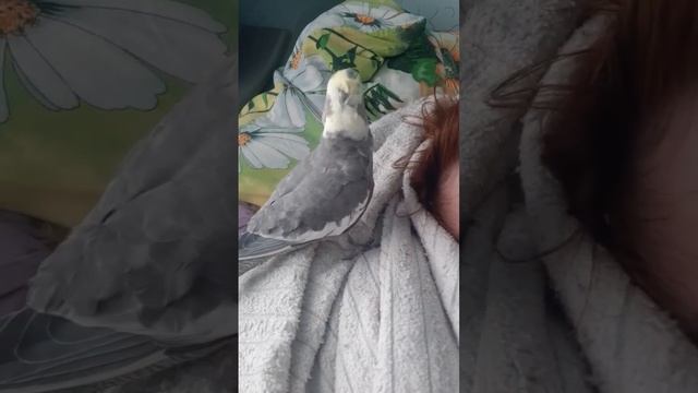 Корелла. Любовь и забота. Попуг. Чудо #чудовперьях #чудо #корелла #жизнь смотреть онлайн