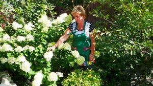 Гортензия метельчатая ЛАЙМЛАЙТ  ? Обзор растения и особенности выращивания от эксперта hitsadTV