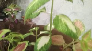 #колеусы#подкормка