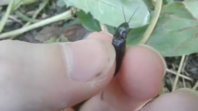 Жук щелкун (вероятно жук щелкун чёрный) смотреть онлайн