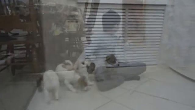 щенки Джек Рассела смотреть онлайн