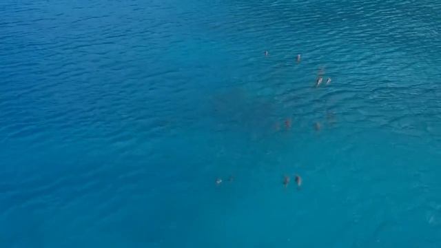 Божественные звуки дельфинов Ликарство от Господа смотреть онлайн
