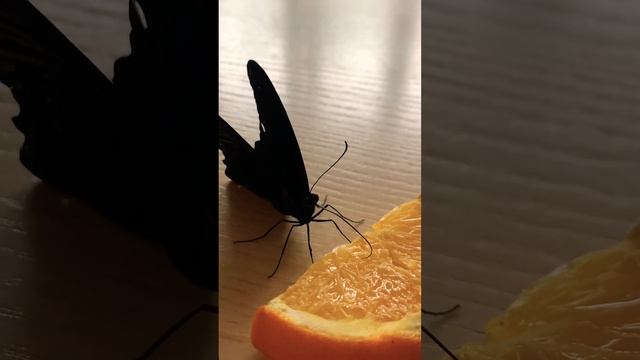 Бабочка кушает апельсин ? #бабочка #бабочкарий #eatsleeprepeat #buterfly смотреть онлайн