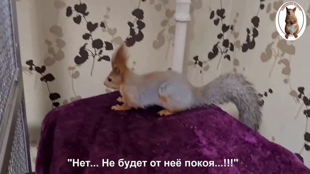 Когда белка не в настроении...??️? The squirrel is in a bad mood смотреть онлайн