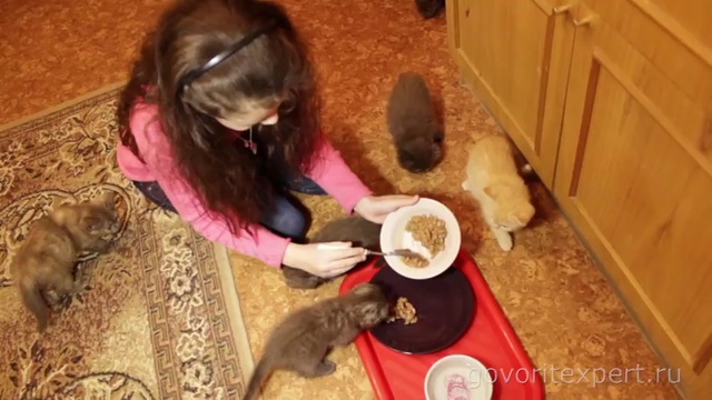 Чем отличаются британцы от шотландцев?Говорит ЭКСПЕРТ смотреть онлайн