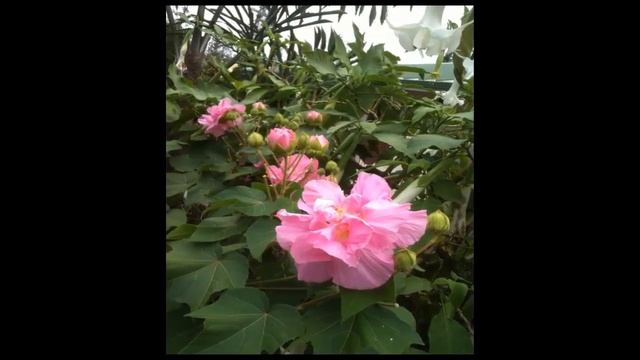 Hibiscus Mutabilis смотреть онлайн