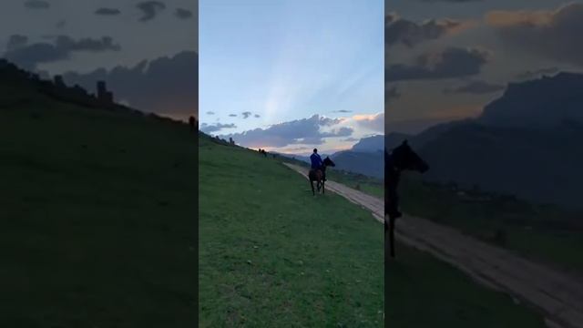 Араб.Молодой жеребец в горах Дагестана. #zobia #ecomarket #дагестан #туризм #араб #конь смотреть онлайн