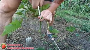 Прививка винограда зеленым в зеленое Размножение винограда черенками