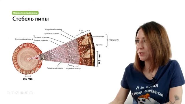 Вся ботаника за 6 часов | ЕГЭ-2024 по биологии смотреть онлайн