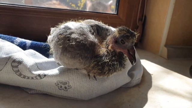 Петя и компания. Часть 17 смотреть онлайн