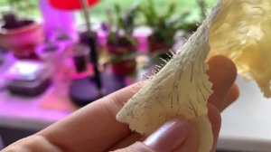 Эпиляция воском в домашних условиях #эпиляциявоскомдома #воск #эпиляция