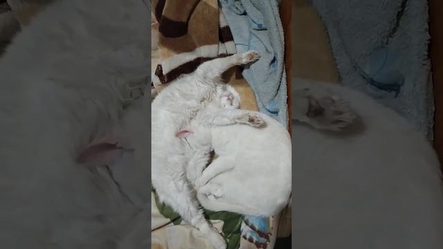 Котята Бакс и Буся отдыхают. Котята развалились и отдыхают. Котята спят. Отдых котят. Егоза. смотреть онлайн
