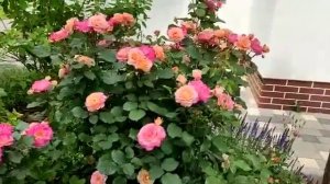 Роза Marseille en Fleurs (Марсель эн Флерс), 2022